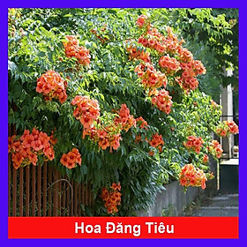 Hình ảnh Cây hoa đăng tiêu - cây cảnh vườn + tặng phân bón cho cây