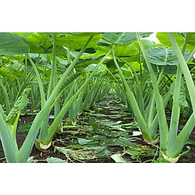 Cây bạc hà nấu canh chua - cây giống to size mẹ