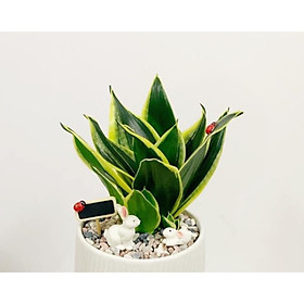Cây để bàn lưởi hổ lá to khỏe kèm phụ kien thỏ ngọc
