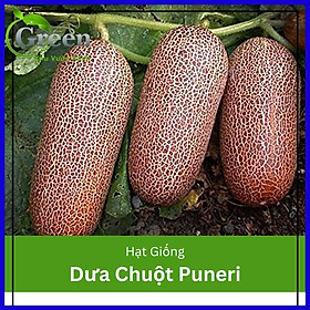 Mua Hạt giống dưa chuột đá chịu nhiệt Puneri Ấn Độ (Poona Kheera) - gói 5 hạt