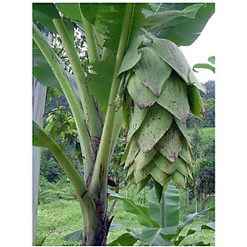 Mua Cây giống chuối sọc dưa cấy mô siêu sớm
