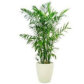 Mua CÂY CAU HAWAI   CÂY NỘI THẤT  CÂY VƯỢNG PHONG THỦY MANG LẠI MAY MẮN TÀI LỘC CHO GIA CHỦ
