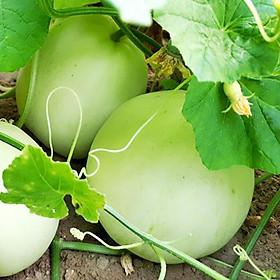 Mua Hạt giống Dưa Lê F1 siêu ngọt VTS200