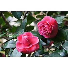 Mua Hạt Giống Hoa Hải Đường màu hồng hạt giống chất lượng cao - 1 gói 10 hạt