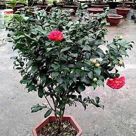 Mua CHẬU HOA TRÀ MY LỚN ĐANG NỤ CHUẨN F1