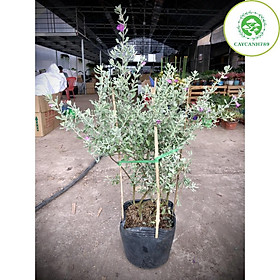 Cây Tuyết Sơn Phi Hồ cao 60cm
