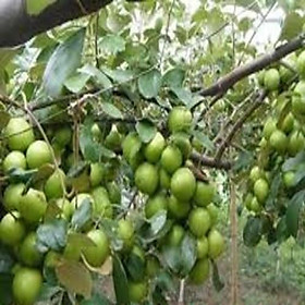 Mua CÂY GIỐNG TÁO CHUA SIÊU QUẢ NĂNG SUẤT CAO