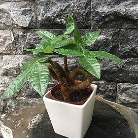 Cây kim ngân mẫu 14