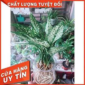 Chậu cây ngọc ngân thủy sinh Nhiều Người Mua