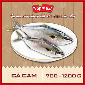 HCM - Cá cam 700 - 1200g - Thích hợp với các món kho, chiên, rim, nướng,