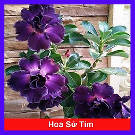 Mua Cây Sứ Thái Kép Hoa Tím - cây cảnh để trong nhà + tặng phân bón cho cây