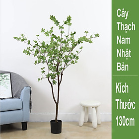 Mua Cây Thạch Nam - kích thước từ 120cm -210cm đẹp trang trí nội ngoại thất