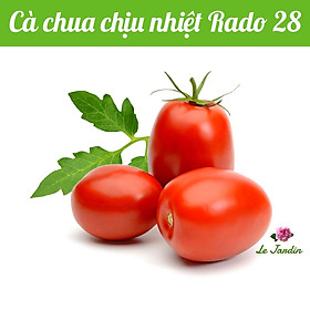 Hạt giống cà chua chịu nhiệt Rado 28 gói 0,1gr - DỄ TRỒNG