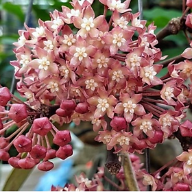Mua Chậu cây cẩm cù Hoya Sarawak