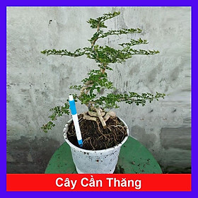 Mua Cây Cần Thăng - Cây cảnh Bonsai + Tặng phân bón cho cây