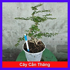 Cây Cần Thăng - Cây cảnh Bonsai + Tặng phân bón cho cây