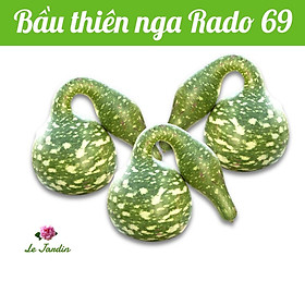 Hạt giống bầu thiên nga Rado 69 gói 5 hạt - Trái đẹp dễ trồng