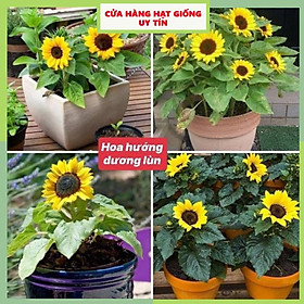 Mua Hạt Giống Hoa Hướng Dương Lùn F1 Loại Siêu Dễ Trồng  Hoa Nở Đẹp Tặng kèm Hướng Dẫn Trồng