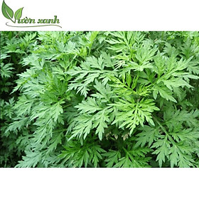 Mua Hạt giống ngải cứu 50 hạt