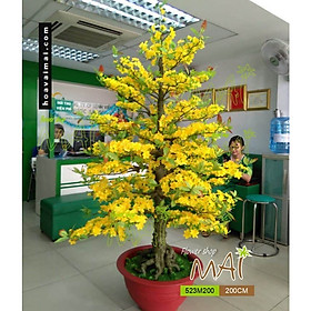 Mua Cây Hoa Mai Nhựa Trang Trí Tết Cao 1m8 Bao Gồm Chậu - Quà Tặng Bao Lì Xì Treo Cây