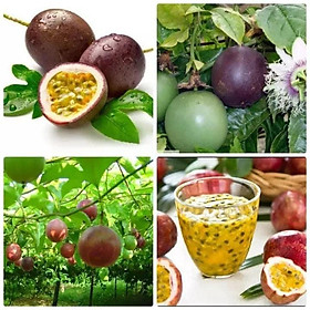 Mua CÂY GIỐNG CHANH DÂY TÍM SIÊU SỚM.