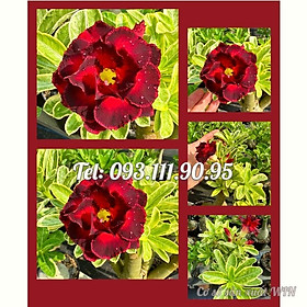 Cây hoa sứ Thiên Vương cánh đỏ viền đen hoa to - Cây chưa có hoa – Mã số 2087