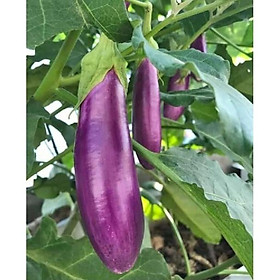 Mua Hạt giống cà tím dài - 1 gói 1gram