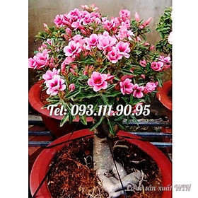 Mua Hạt giống hoa sứ kép Thái Lan mix 2 màu - Bịch 10 hạt – Mã số 1596
