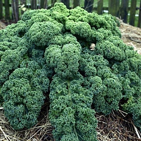 Mua Hạt giống cải kale xoăn xanh Darkibor f1 mỹ