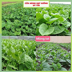 Mua Hạt Giống Rau Mồng Tơi F1 Loại Siêu Dễ Trồng  Dễ Thu Hoạch Tặng kèm Hướng Dẫn Trồng