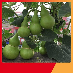 Mua Hạt Giống Bầu Hồ Lô - Nảy Mầm Cực Chuẩn