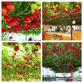 Hạt giống cà chua bạch tuộc F1
