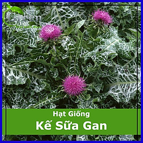 Mua Hạt Giống Kế Sữa Gan Milk Thistle (10 Hạt)