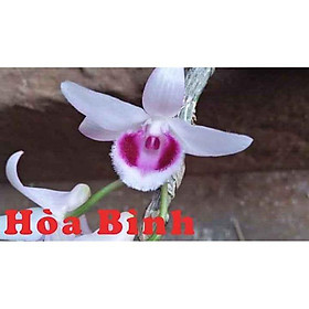 Mua Hoa phong lan-ám Hòa Bình