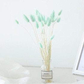 Mua 5 BÔNG Cỏ Đuôi Thỏ Lagurus Bunny Tails - Decor  Chụp Ảnh