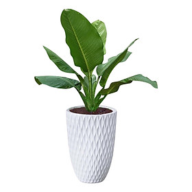 Mua Cây Đại Phú Gia