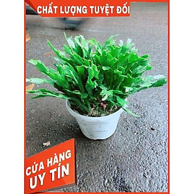 Mua Chậu Hoa Quỳnh