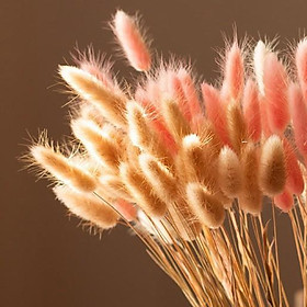 Loại đẹp 10 bông Hoa khô CỎ ĐUÔI THỎ Lagurus Bunny Tails nhiều màu decor trang trí nhà cửa, đạo cụ chụp ảnh
