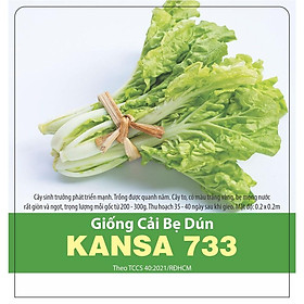 Mua Hạt Giống Cải Bẹ Dún Kansa 733 - gói 20gr - Dễ Trồng Cây to  có màu trắng vàng  bẹ mọng nước rất giòn và ngọt