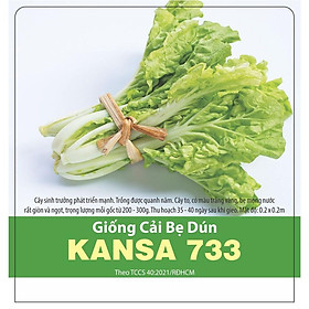 Hạt Giống Cải Bẹ Dún Kansa 733 - gói 20gr - Dễ Trồng Cây to, có màu trắng vàng, bẹ mọng nước rất giòn và ngọt