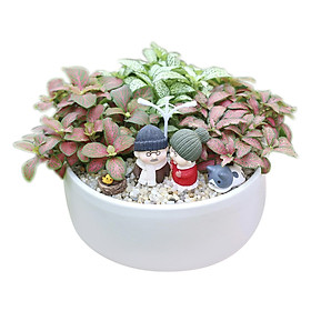 Combo Cây Fittonia Đỏ Và Xanh