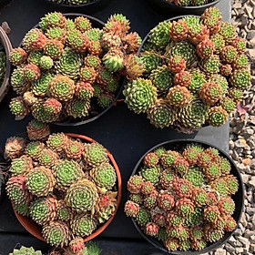 Sale 50%-Sen Phật Bà xanh đỏ nhiều cây con.