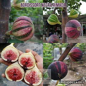 Mua CÂY SUNG MỸ TRÁI VẰN