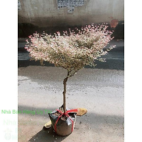 Mua Bàng Nhật (bang cam thach)