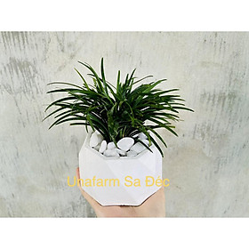 Cây Cỏ Gấu Mỹ (cây bán hình 2)
