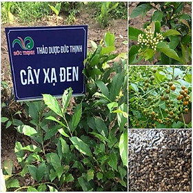 Mua Hạt Giống Cây Dược Liệu Xạ Đen - Gói 50 Hạt