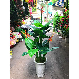 Mua Cây hoa thiên điểu giả