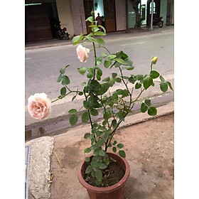Hoa Hồng Leo Ngoại Abraham Darby Rose
