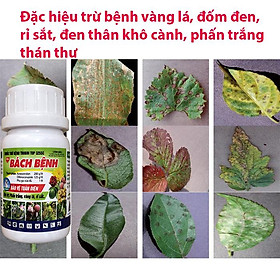 Mua Chế phẩm trừ bệnh vàng lá đốm đen  phấn trắng  rỉ sắt  thán thư  đen thân khô cành  cháy bìa lá bách bệnh 90ml