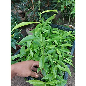 Mua CÂY GIỐNG TRẦM HƯƠNG (GIÓ BẦU)